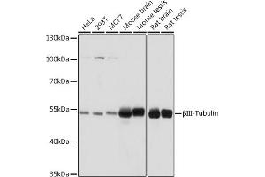 Western blot analysis of extracts of various cell lines, using βIII-Tubulin/β3-Tubulin antibody (ABIN7271048) at 1:1000 dilution. (TUBB3 anticorps)