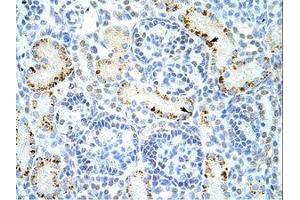 Image no. 1 for anti-DAZ Associated Protein 1 (DAZAP1) (C-Term) antibody (ABIN6736222) (DAZAP1 anticorps  (C-Term))