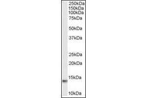 Image no. 1 for anti-Macrophage Migration Inhibitory Factor (Glycosylation-Inhibiting Factor) (MIF) (C-Term) antibody (ABIN374566) (MIF anticorps  (C-Term))