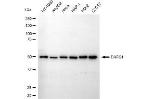 Western blotting analysis using DARS1 antibody (ABIN7797665).