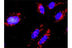Proximity Ligation Analysis of protein-protein interactions between PIK3R1 and PIK3CB.