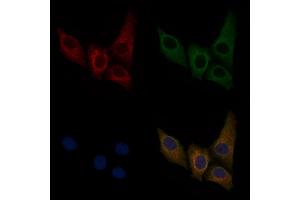 ABIN6256011 and ABIN6267476 staining HepG2 cells(30 min of 4uM Forskolin treatment) by IF/ICC. (Cadherin 5 anticorps  (pTyr731))
