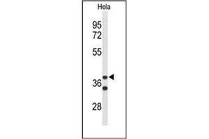 Western blot analysis of Cytohesin 3 Antibody (C-term) in Hela cell line lysates (35ug/lane).