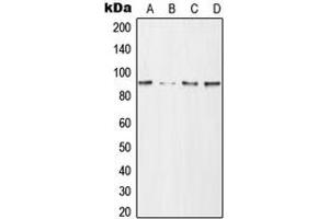 Western blot analysis of CD168 expression in HeLa (A), NIH3T3 (B), mouse brain (C), H9C2 (D) whole cell lysates.
