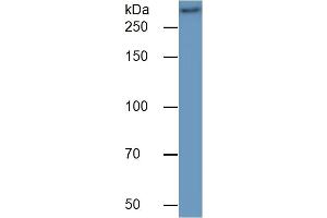 Rabbit Detection antibody from the kit in WB with Positive Control:  Sample Mouse Colon lysate.