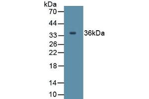 Detection of Recombinant IL27, Human using Polyclonal Antibody to Interleukin 27A (IL27A) (IL27 anticorps  (AA 1-173))
