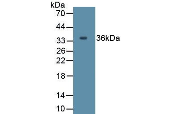 IL27 anticorps  (AA 1-173)