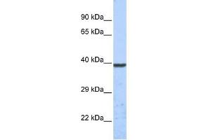 KCNK1 antibody used at 1 ug/ml to detect target protein. (KCNK1 anticorps  (Middle Region))