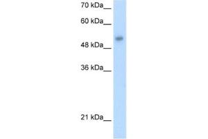 Western Blotting (WB) image for anti-One Cut Homeobox 3 (ONECUT3) antibody (ABIN2460968) (ONECUT3 anticorps)