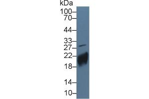 Western Blot; Sample: Human JAR cell lysate; ;Primary Ab: 5µg/ml Rabbit Anti-Human CGb Antibody;Second Ab: 0. (CGB anticorps  (AA 31-165))