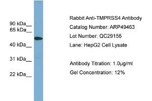 WB Suggested Anti-TMPRSS4  Antibody Titration: 0. (TMPRSS4 anticorps  (Middle Region))