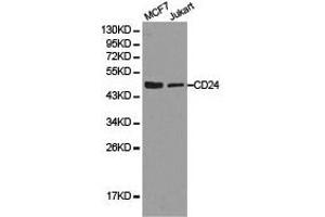 Western Blotting (WB) image for anti-CD24 Molecule (CD24) antibody (ABIN1871597) (CD24 anticorps)