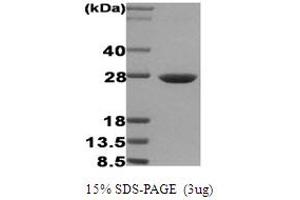 SDS-PAGE (SDS) image for Heat Shock 27kDa Protein 1 (HSPB1) protein (ABIN666689) (HSP27 Protéine)