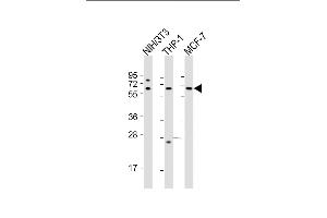 All lanes : Anti-RELA Antibody (N-term) at 1:2000 dilution Lane 1: NIH/3T3 whole cell lysate Lane 2: THP-1 whole cell lysate Lane 3: MCF-7 whole cell lysate Lysates/proteins at 20 μg per lane. (NF-kB p65 anticorps  (N-Term))