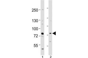 Western blot testing of Melk antibody at 1:1000 dilution.