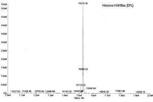 Mass Spectrometry (MS) image for Histone H3 (H3) (H3K18ac) protein (ABIN2669561)