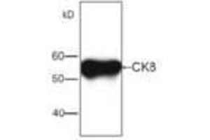 Image no. 1 for anti-Keratin 8 (KRT8) antibody (ABIN791532) (KRT8 anticorps)