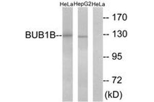 Western blot analysis of extracts from HeLa/HepG2 cells, treated with H2O2 100uM 30', using BUB1B Antibody. (BUB1B anticorps  (AA 341-390))