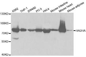 Western blot analysis of extracts of various cell lines, using HADHA antibody.
