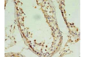 Immunohistochemistry of paraffin-embedded human testis tissue using ABIN7162851 at dilution of 1:100