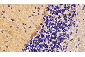 Detection of BMP2 in Rat Cerebellum Tissue using Polyclonal Antibody to Bone Morphogenetic Protein 2 (BMP2) (BMP2 anticorps  (AA 49-243))