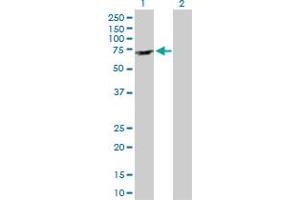 Western Blot analysis of ARFGAP2 expression in transfected 293T cell line by ARFGAP2 MaxPab polyclonal antibody. (arfgap2 anticorps  (AA 1-521))