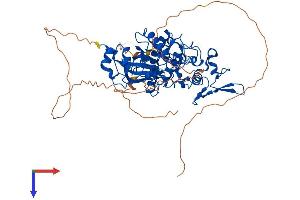 AlphaFold protein structure predicition of Mouse Recombinant Dyrk2 Protein, UniprotID Q5U4C9