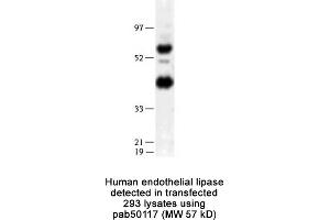 Image no. 1 for anti-Lipase, Endothelial (LIPG) (N-Term) antibody (ABIN363426)