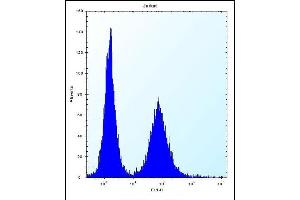 RPL11 Antibody (N-term) (ABIN656287 and ABIN2845596) flow cytometric analysis of Jurkat cells (right histogram) compared to a negative control cell (left histogram). (RPL11 anticorps  (N-Term))