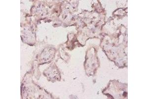 Immunohistochemistry of paraffin-embedded human placenta tissue using ABIN7156821 at dilution of 1:20 (IL-18 anticorps  (AA 1-193))