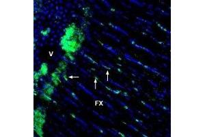 Expression of GPR65 in rat fornix - Immunohistochemical staining of immersion-fixed, free floating rat frozen brain sections using Anti-GPR65 (TDAG8) (extracellular) Antibody (ABIN7043167, ABIN7044427 and ABIN7044428), (1:1200), followed by goat-anti-rabbit-AlexaFluor-488.