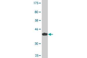 Western Blot detection against Immunogen (36.