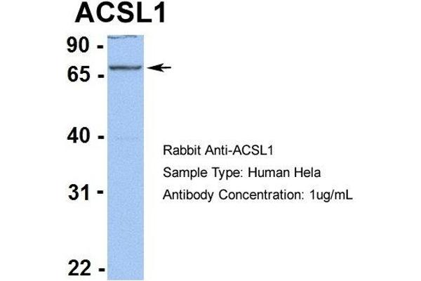 ACSL1 antibody  (C-Term)