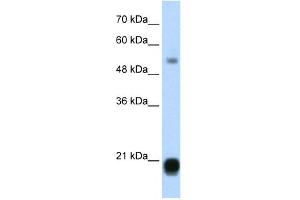 CBX3 antibody (20R-1095) used at 0. (CBX3 anticorps  (Middle Region))