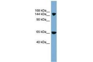 Image no. 1 for anti-Electrogenic Sodium Bicarbonate Cotransporter 4 (NBC4) (AA 899-948) antibody (ABIN6743226) (NBC4 anticorps  (AA 899-948))