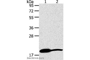 Western blot analysis of Mouse heart and liver tissue, using GDF2 Polyclonal Antibody at dilution of 1:200 (GDF2 anticorps)