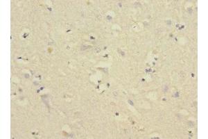 Immunohistochemistry of paraffin-embedded human brain tissue using ABIN7148474 at dilution of 1:100 (Contactin 4 anticorps  (AA 777-1026))