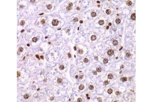 Immunohistochemistry of paraffin-embedded Mouse liver using SSRP1 Polyclonal Antibody at dilution of 1:200 (40x lens). (SSRP1 anticorps)