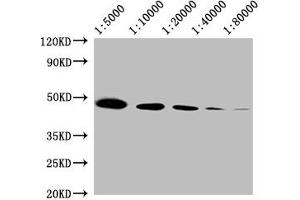 Western Blot Positive WB detected in: 20 μg 293T whole cell lysate ACTB antibody at 1:5000, 1:10000, 1:20000, 1:40000, 1:80000 Secondary Goat polyclonal to mouse IgG at 1/50000 dilution Predicted band size: 42 KDa Observed band size: 42 KDa Exposure time: 5 min