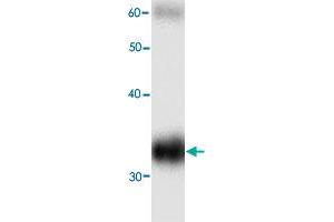 Western blot analysis in HBB recombinant protein with HBB monoclonal antibody, clone 99g8  at 1 : 1000 dilution. (Hemoglobin Subunit beta anticorps)