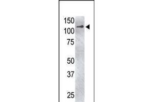 Antibody is used in Western blot to detect USP4 in USP4-transfected HeLa cell lysate.