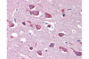 Anti-GRIA4 / GLUR4 antibody IHC of human brain, cortex. (GRIA4 anticorps  (AA 279-292))