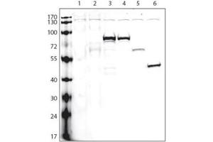 Western Blotting (WB) image for anti-V5 Epitope Tag antibody (ABIN3004432)