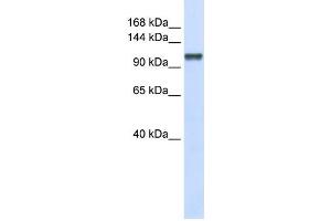 Western Blotting (WB) image for anti-Calcium Homeostasis Endoplasmic Reticulum Protein (CHERP) antibody (ABIN2458522) (CHERP anticorps)