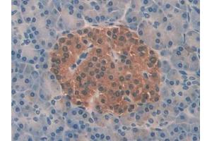 IHC-P analysis of Human Pancreas Tissue, with DAB staining. (PFN2 anticorps  (AA 5-140))