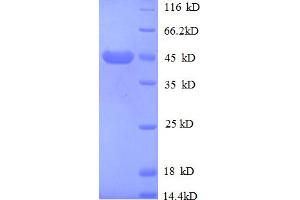 SDS-PAGE (SDS) image for Mannose-6-Phosphate Receptor (Cation Dependent) (M6PR) (AA 2328-2491), (partial) protein (GST tag) (ABIN5712572)