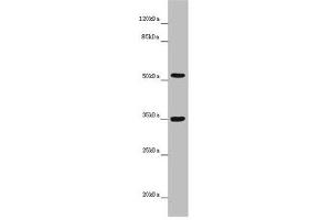 Western blot All lanes: KCNS3 antibody at 6. (KCNS3 anticorps  (AA 1-180))