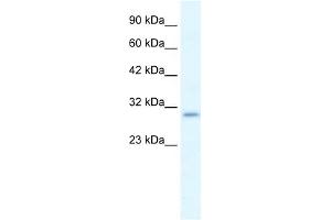 WB Suggested Anti-P2RX7 Antibody Titration:  1.