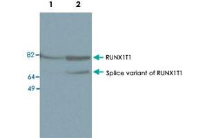 Western blot was performed on nuclear extracts from KAS-6/1 cells (human myeloma cell line, lane 1) and SKNO-1 cells (human acute myeloblastic leukaemia, lane 2) with RUNX1T1 polyclonal antibody , diluted 1 : 1,000 in TBS-Tween containing 5% skimmed milk.