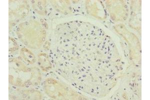 Immunohistochemistry of paraffin-embedded human kidney tissue using ABIN7165639 at dilution of 1:100 (HOOK2 anticorps  (AA 440-719))